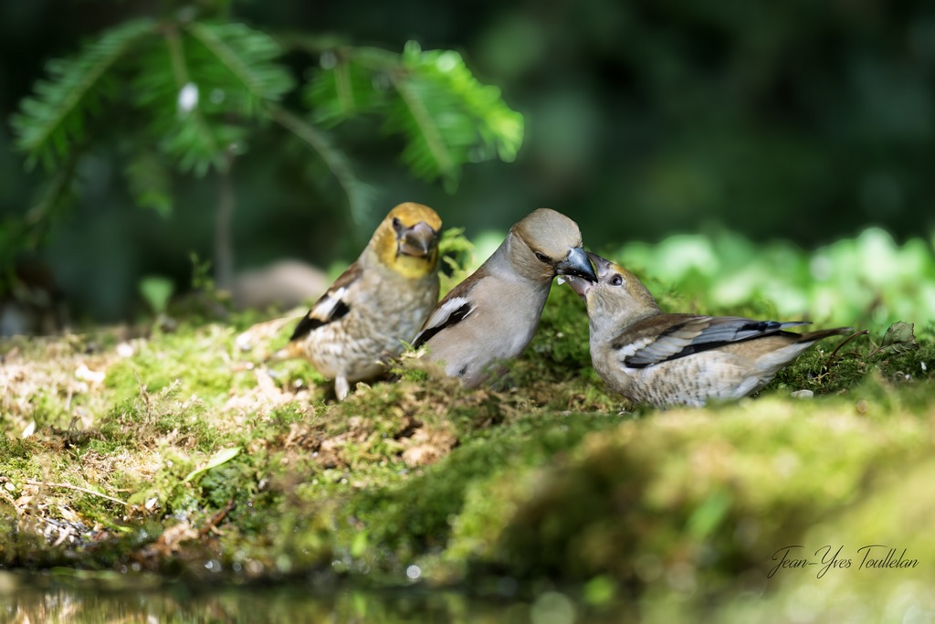 DSC_6721 copie@@ - 1K JPEG.jpg