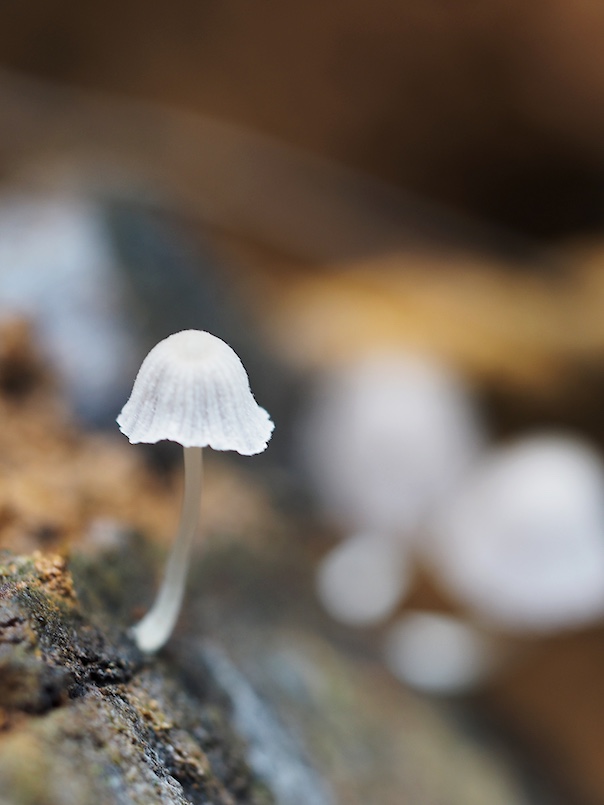 Champignon MonteVerde2.JPG