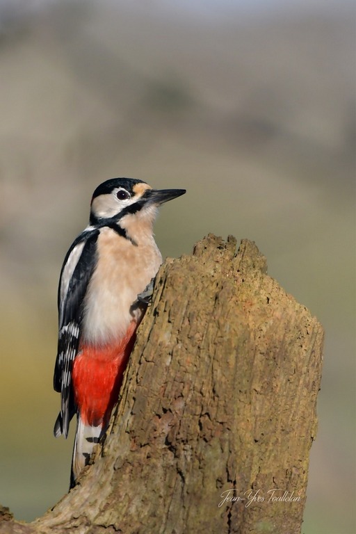 DSC_4882 copie@@ - 1K JPEG (Copie).jpg