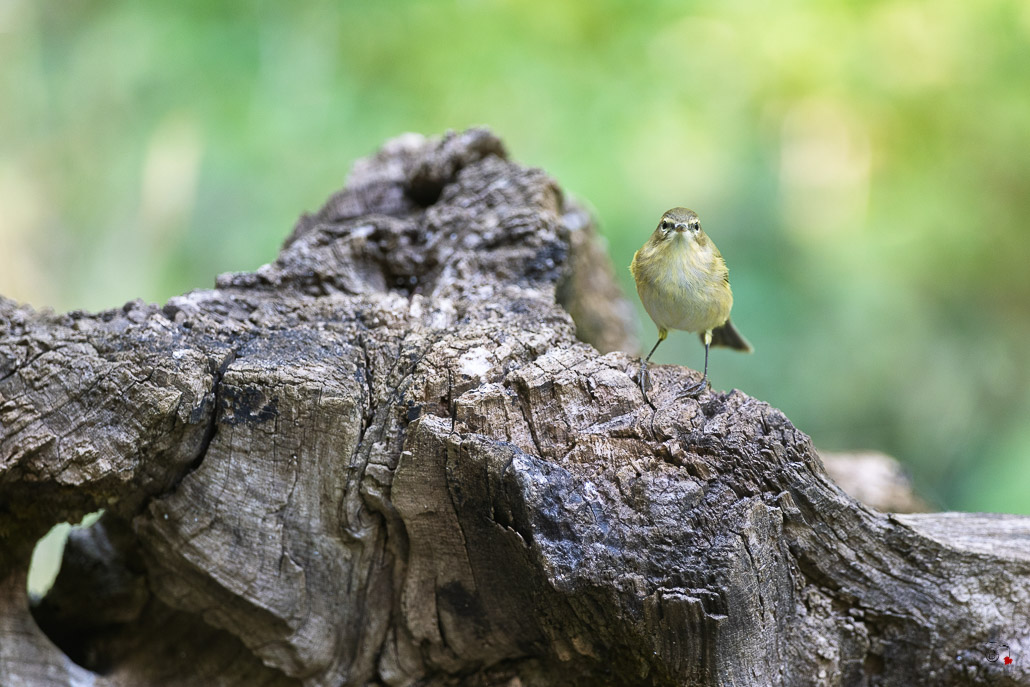 Pouillot Véloce (Phylloscopus collybita) Eurasian or Common chiffchaff-430.jpg