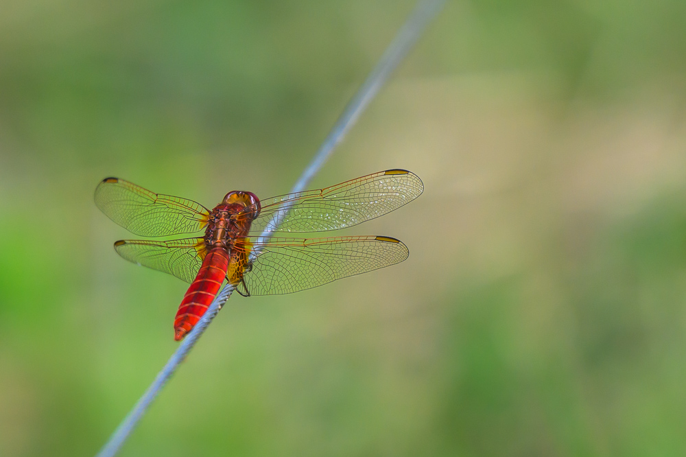 Crocothemis 12.jpg