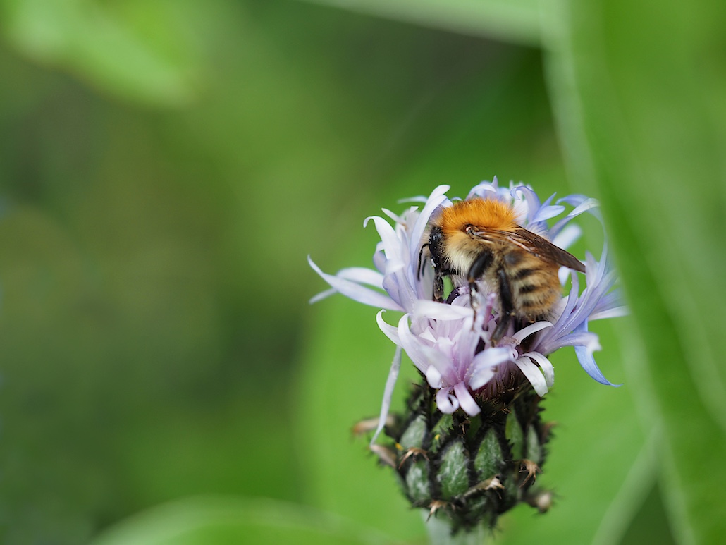 Abeille.JPG