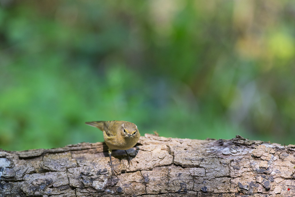 Pouillot Véloce (Phylloscopus collybita) Eurasian or Common chiffchaff-418.jpg