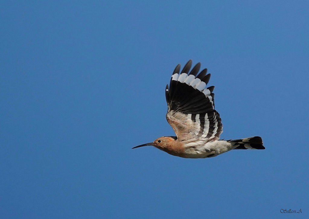 DSC03771 - Copie.JPG