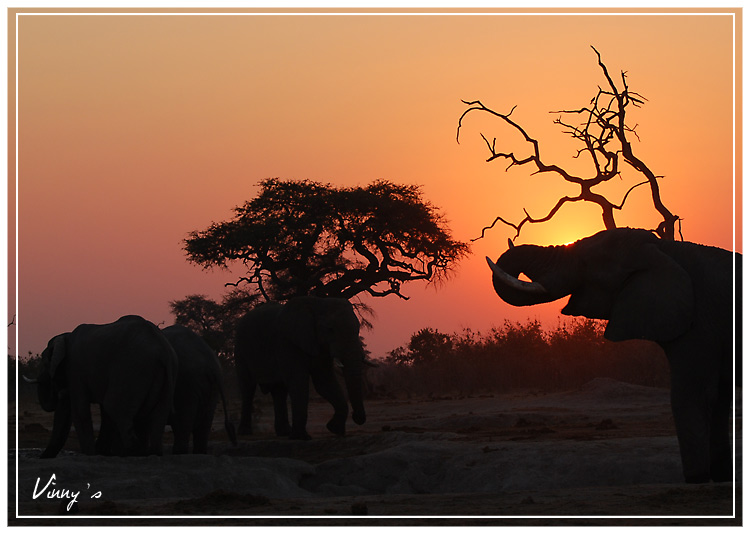Ã©lÃ©phant-savuti084.jpg