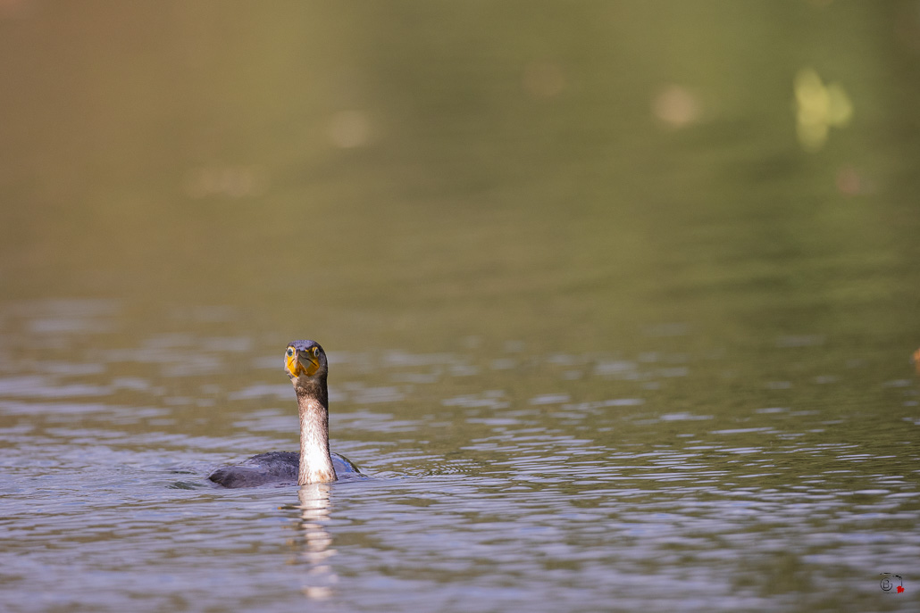Grand Cormoran (Phalacrocorax carbo)-118.jpg