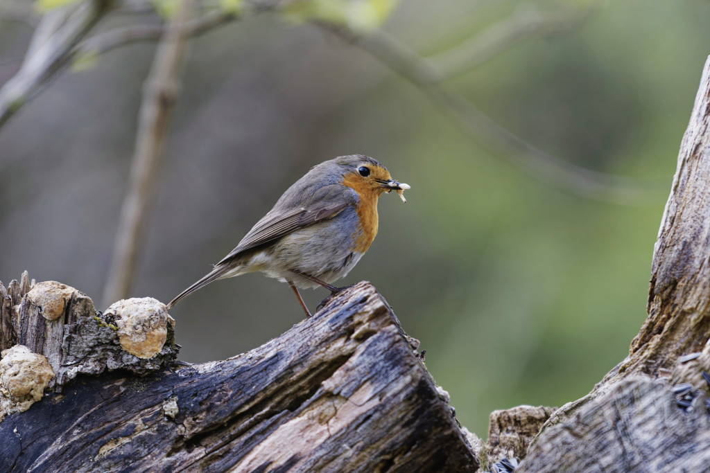 DSC_8248-DxO_DeepPRIME XD2s_DxO.jpg