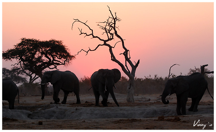 Ã©lÃ©phant-savuti099.jpg