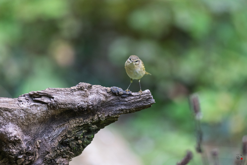 Pouillot Véloce (Phylloscopus collybita) Eurasian or Common chiffchaff-453.jpg