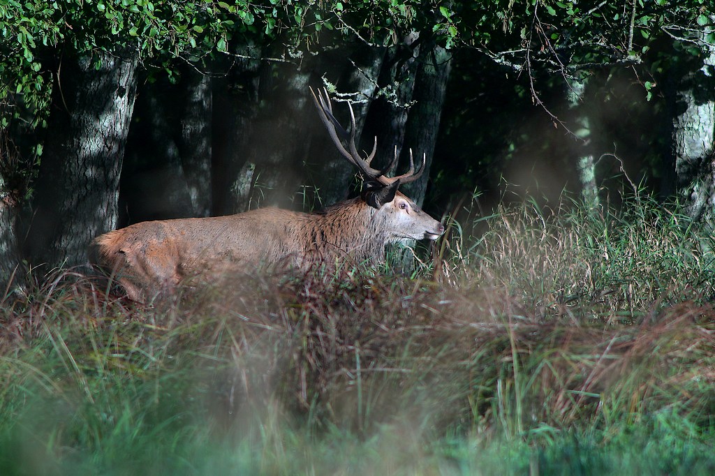 Cerf-1.JPG