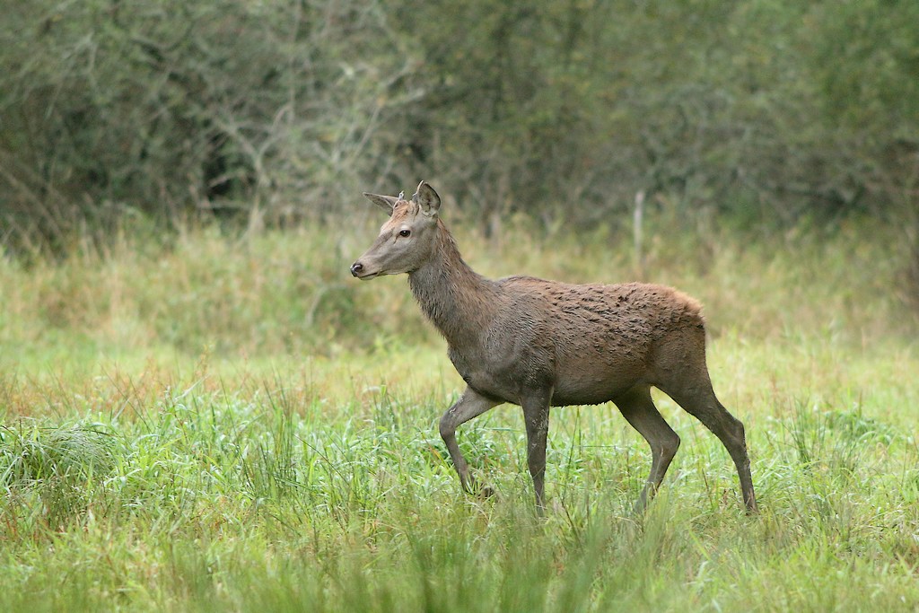 daguet-1.JPG