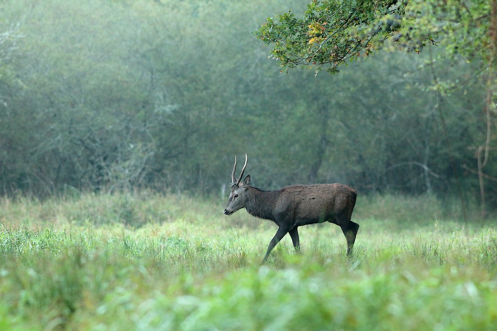 jeune cerf-1.JPG