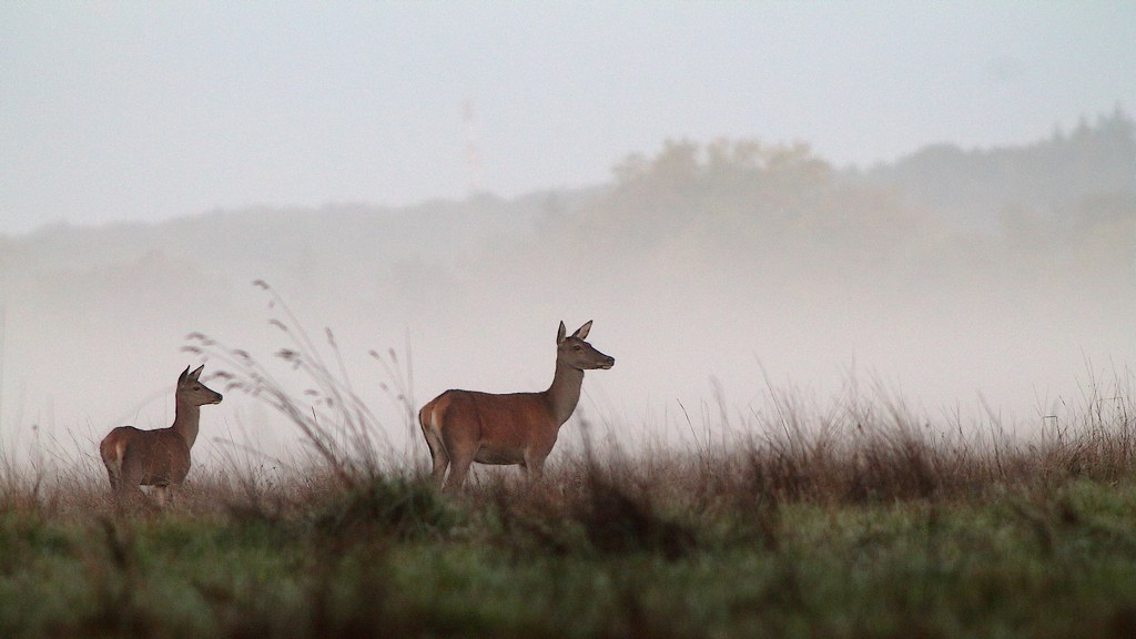 biche et faon.JPG