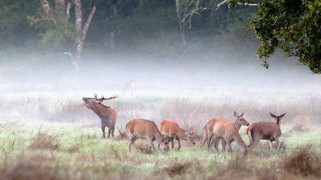 cerf brame -1.JPG