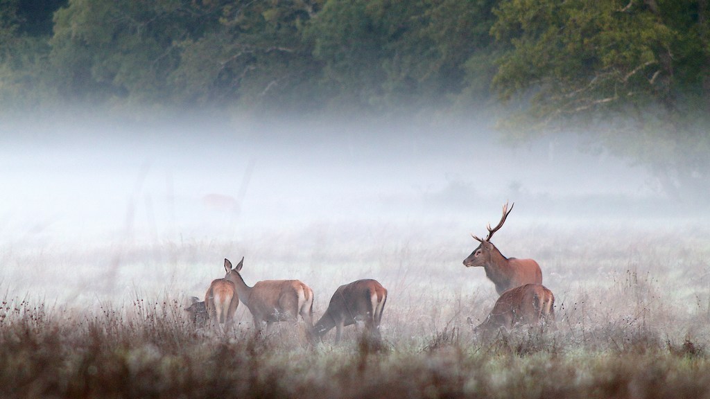 cerf brame-3.JPG