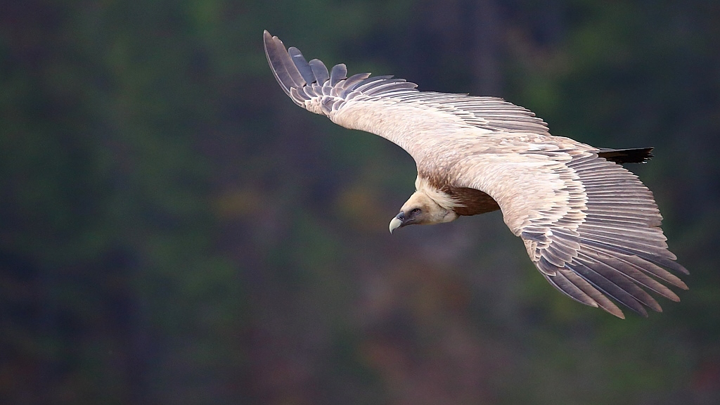 2061 Vautour fauve (1).JPG