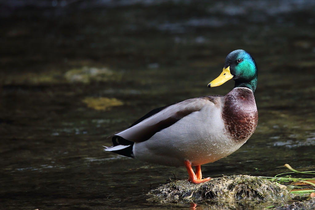 2072 Canard colvert.JPG