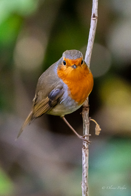 rouge-gorges (3 sur 3).jpg