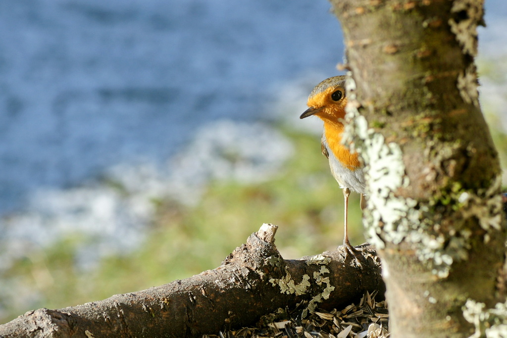 Rouge gorge red°.JPG