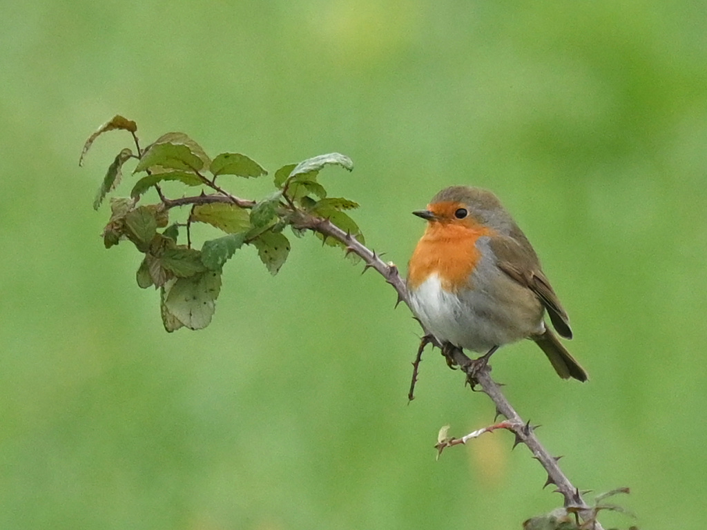 Rougegorge - Bascons.JPG