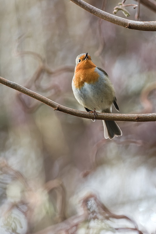 Rouge gorge 1 vs mini.jpg