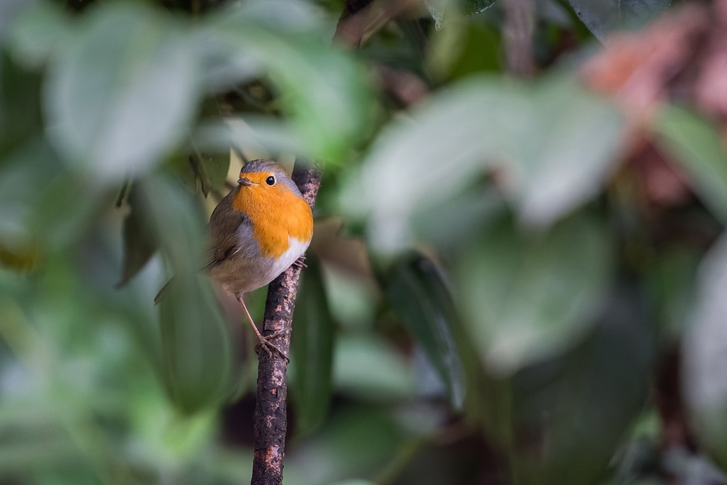 Rouge gorge 2 vs mini.jpg