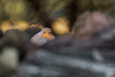Guy Bas 3Rouge gorge.jpg