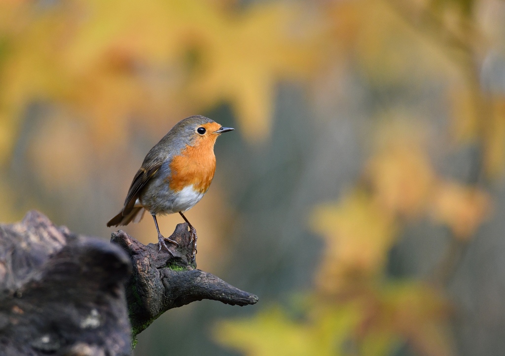 DSC_1159_231119_105419DSC_1159  REC G1024.jpg