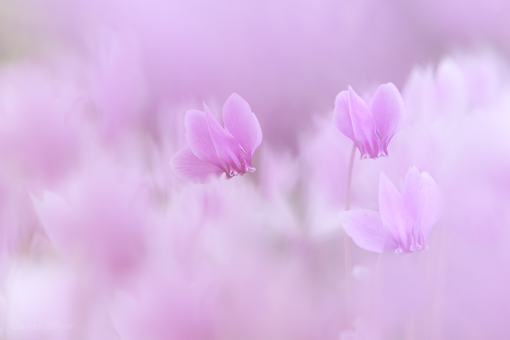 Image et Nature-1-142.jpg