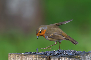 rouge gorge 01bon2.jpg