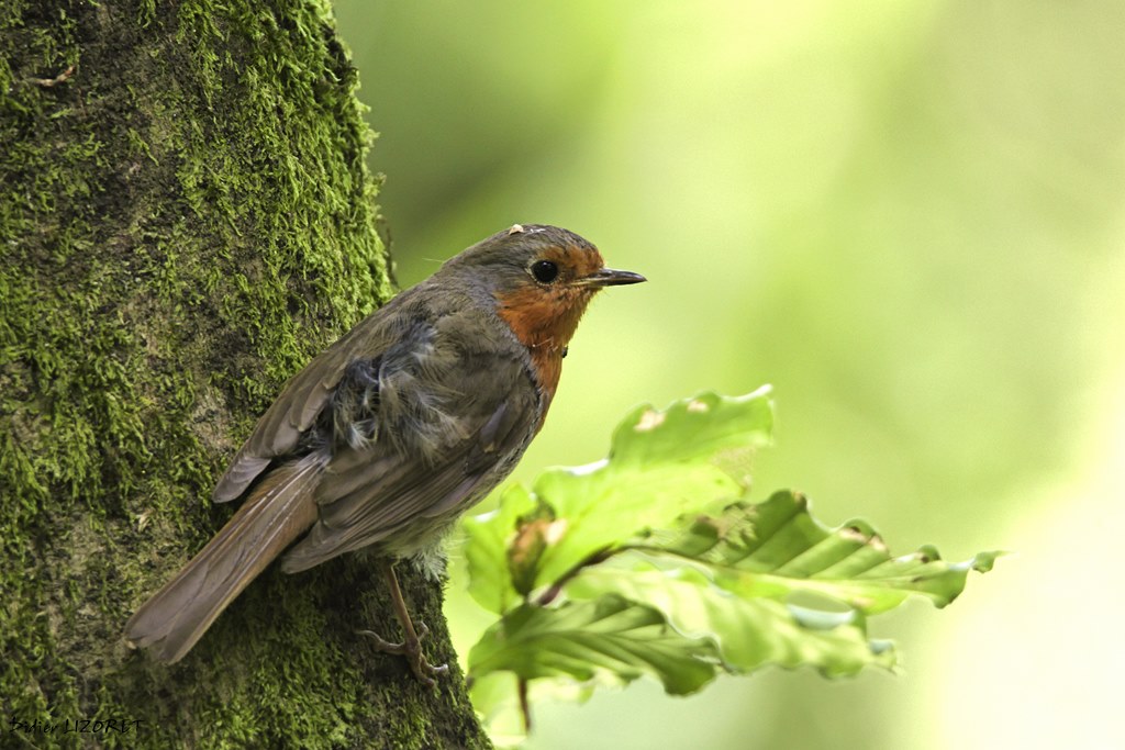 rouge gorge (30) (Copier).jpg