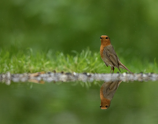 rouge gorge 1   13 06 2021.jpg