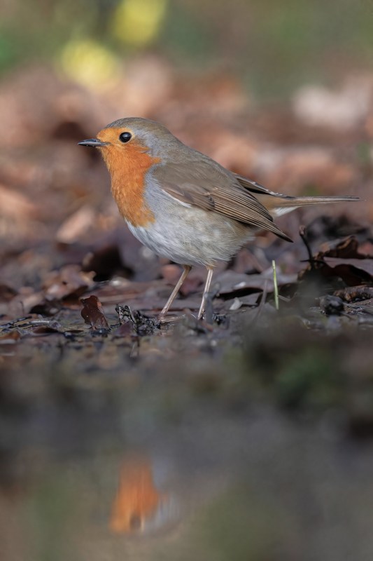 IMG_3556-Avec accentuation-Bruit-Modifier-2-1.jpg