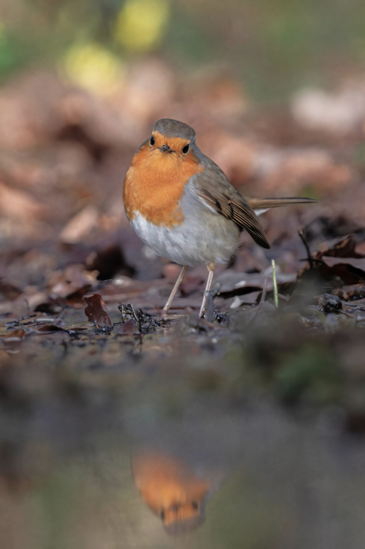 IMG_3558-Avec accentuation-Bruit-Modifier-2-1.jpg