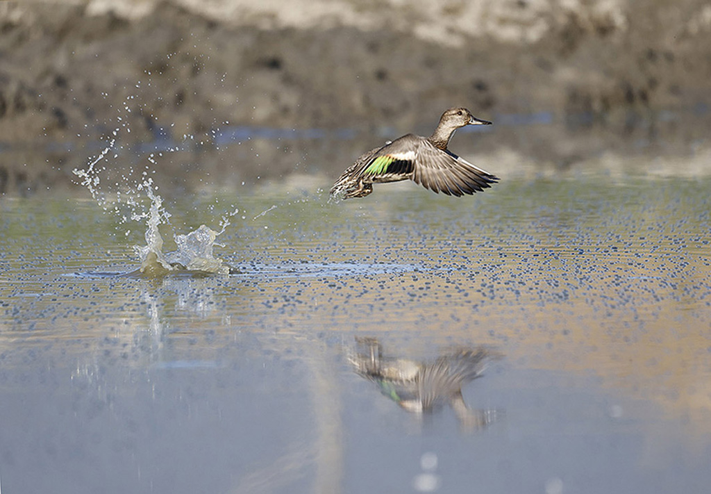 _D9A3670 w2 modif2.jpg