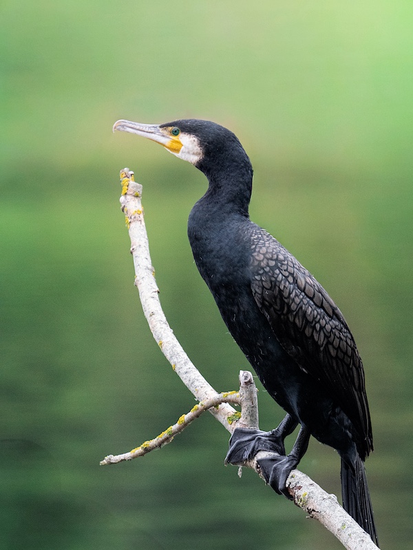 Cormoran-4 copie 2.JPG