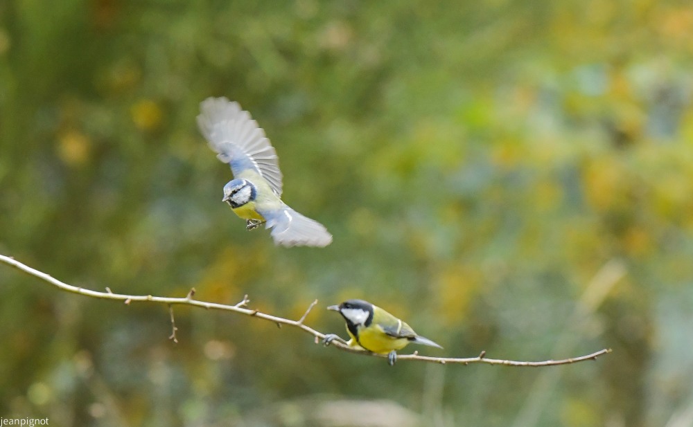 N2 mesange bleue le duo.JPG