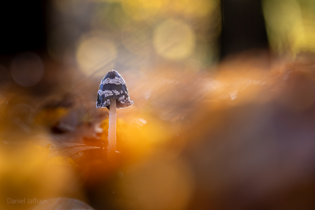 Image et Nature-1-145.jpg