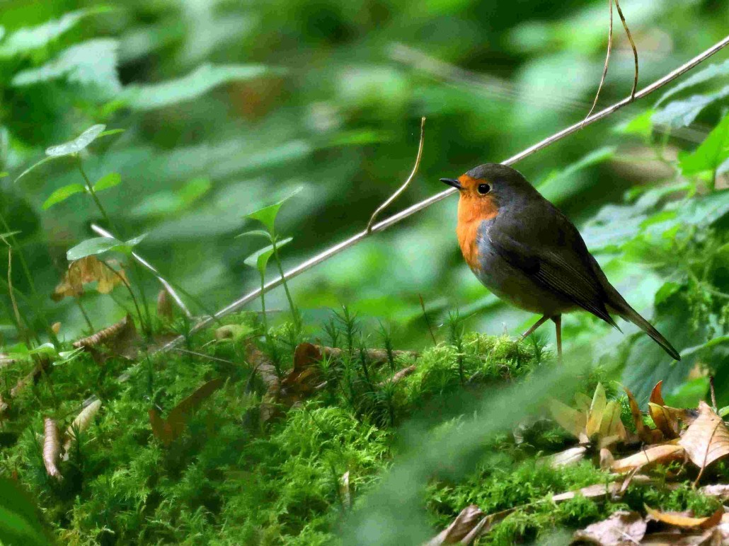 DSC_1261 - Copie.JPG