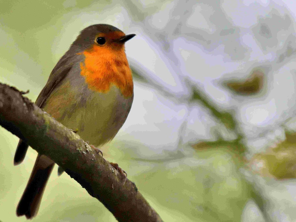 DSC_1254_01 - Copie.JPG