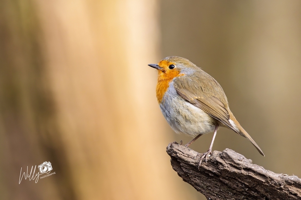 IMG_6213-Avec accentuation-Bruit.jpg