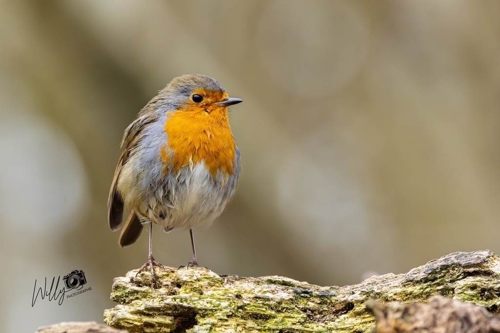 IMG_6326-Avec accentuation-Bruit.jpg