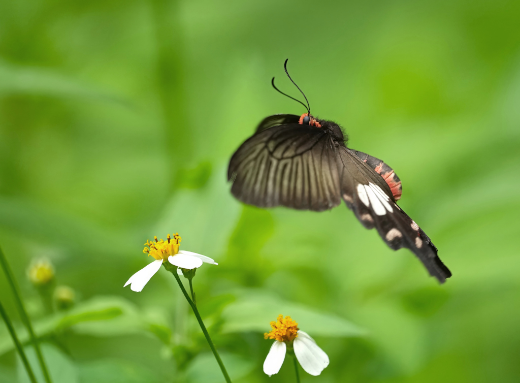 2 Porte-queue de l'aristoloche.JPG