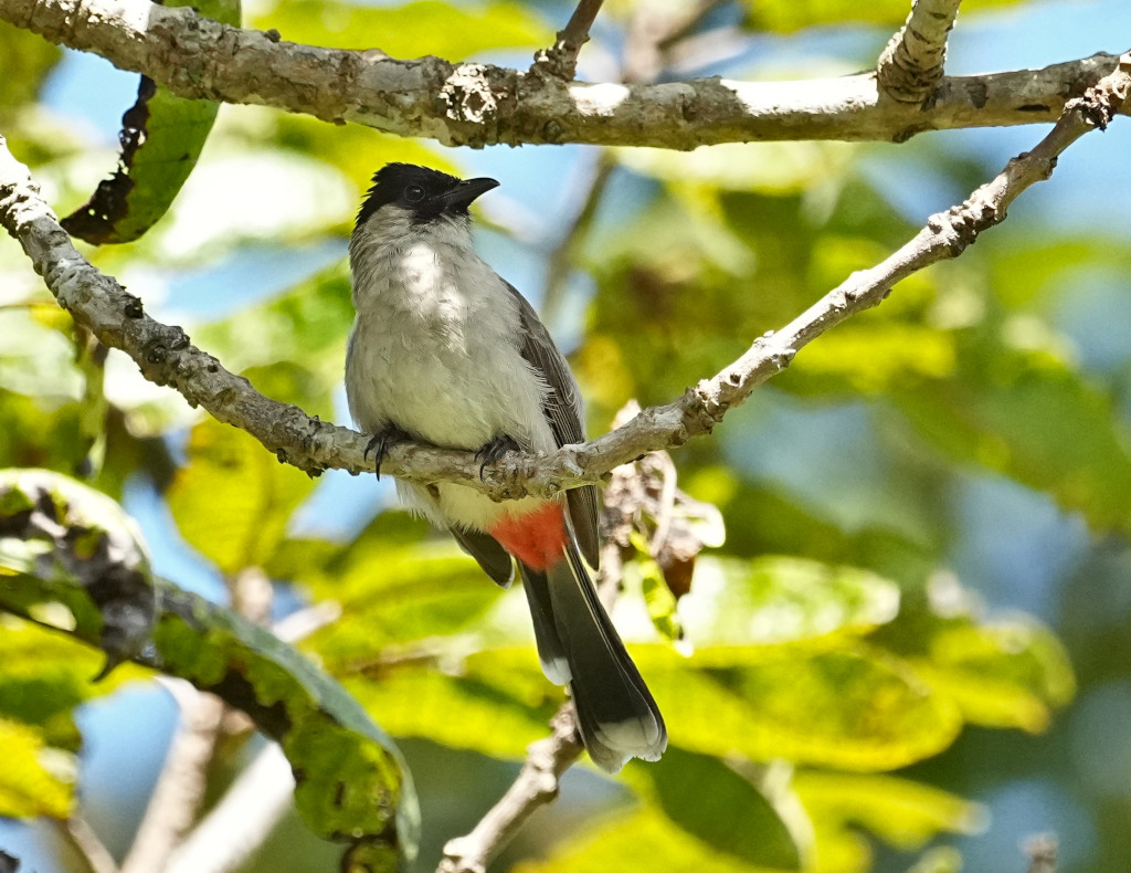 4cul d'or -Mae p(t).JPG