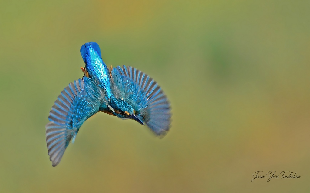 DSC_martin 60-40(retouché) copie@@ (Copie).jpg