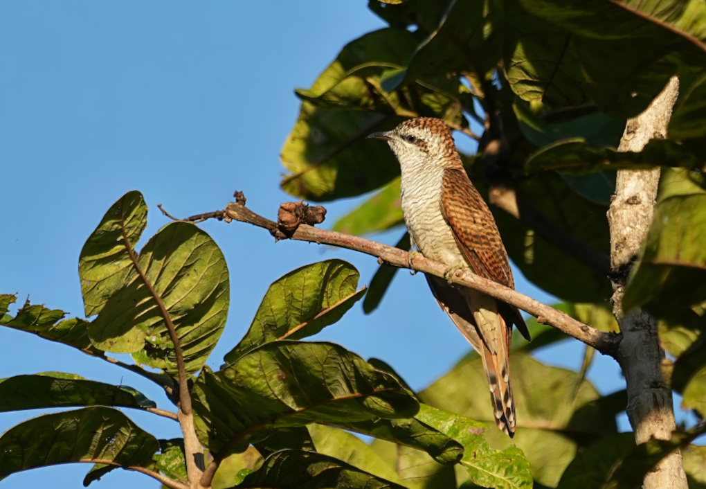 10Coucou de Sonnerat - Mae ping(t).JPG