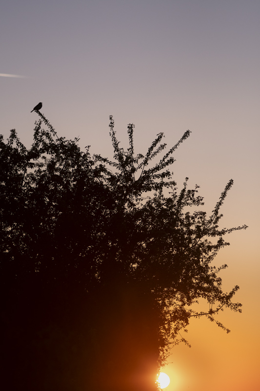 _DSC8598.JPG