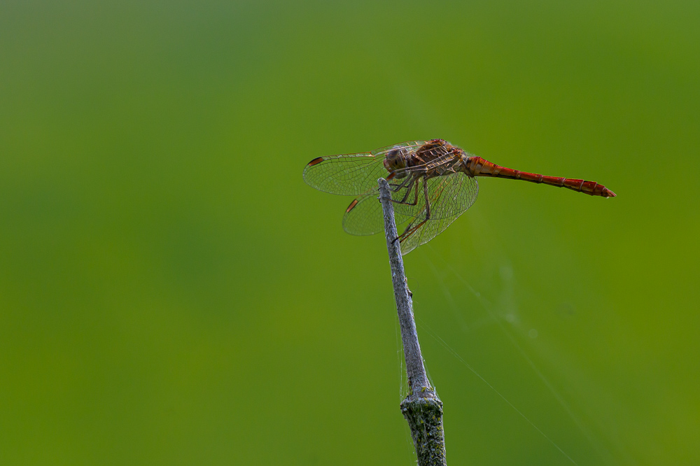 sympetrum méridional-1.jpg