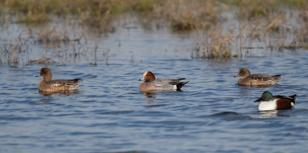 canard siffleur 1.jpg