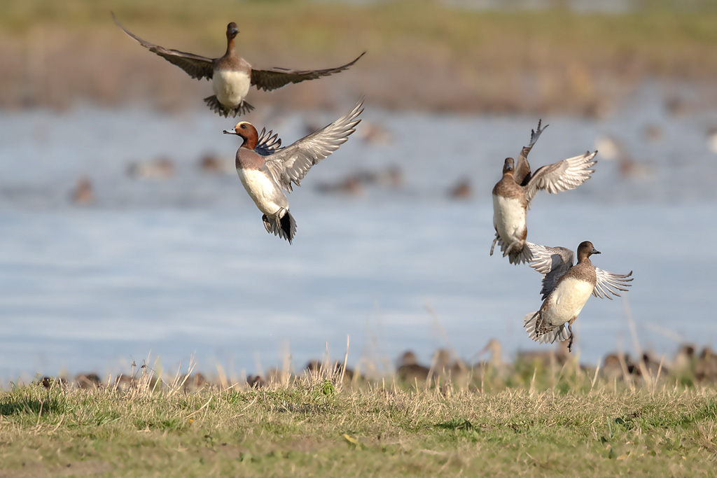 canard siffleur 3.jpg